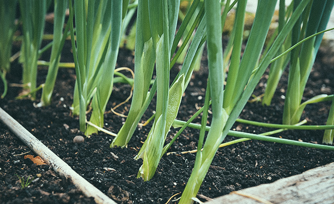 93071 Allium fistulosum Parade